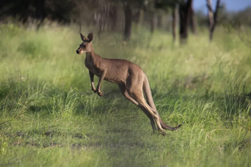 Born to Bounce: What Kangaroos Can Teach Us About Slot Volatility and the Aussie Punter's Mindset
